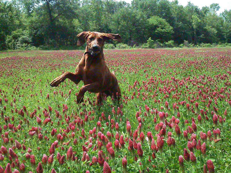Rusty in the Clover.gif